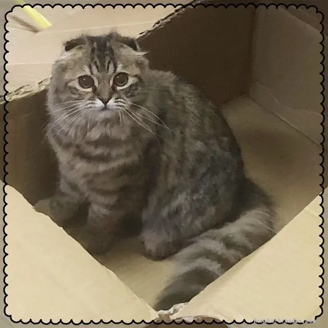 ID：1906-00177の子猫