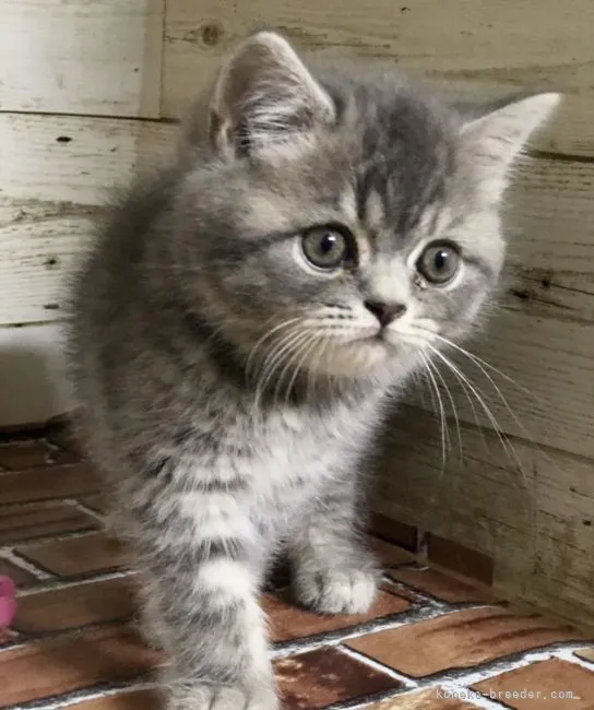 ID：2104-00317の子猫