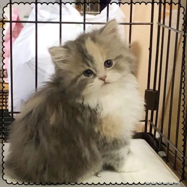 Y.M 様のお迎えした子猫