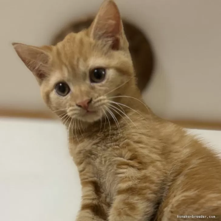 ID：2407-01415の子猫