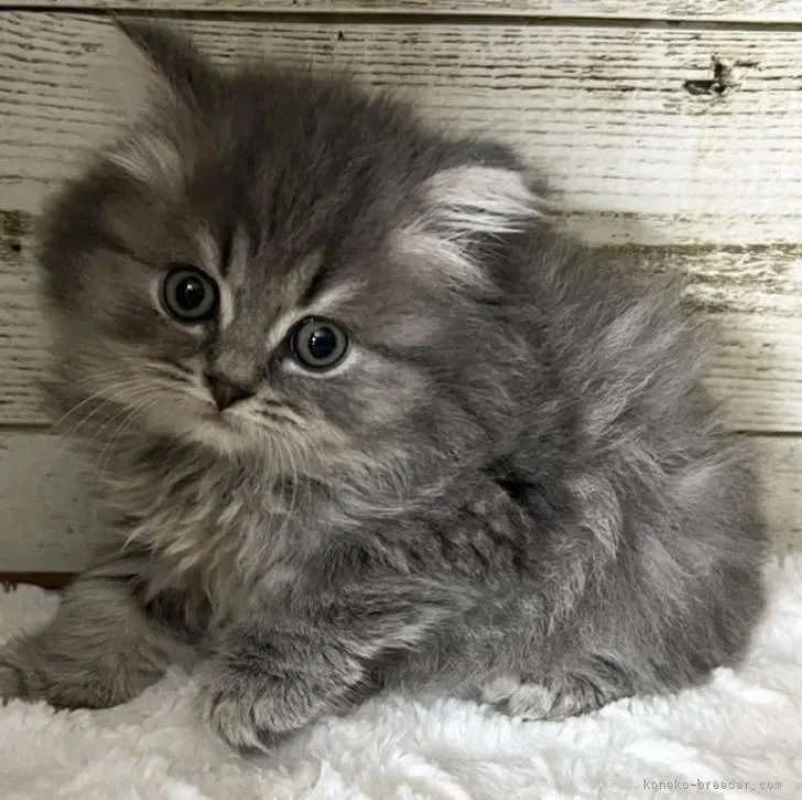ID：2211-02860の子猫