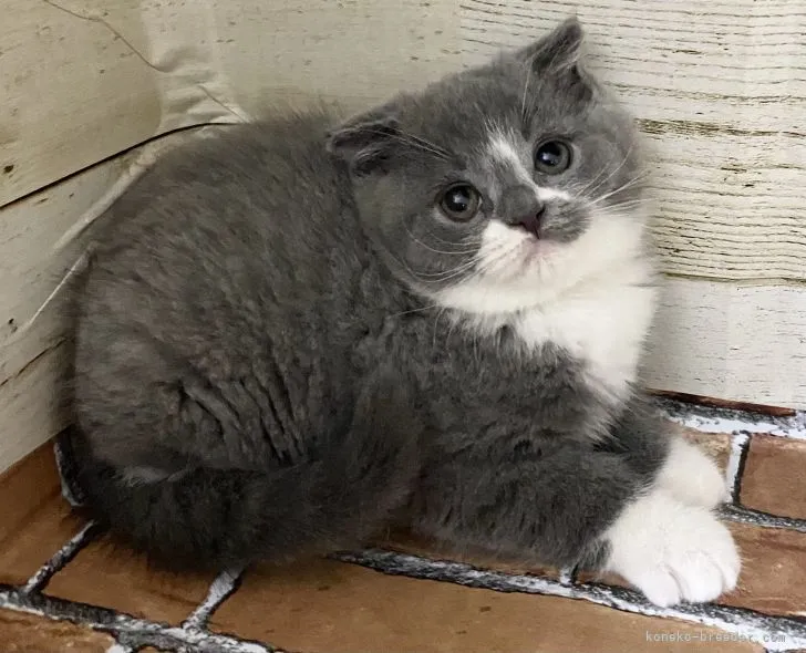 ID：2110-00996の子猫