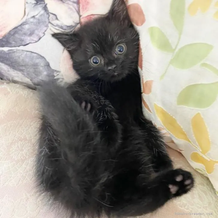 ID：2207-02308の子猫