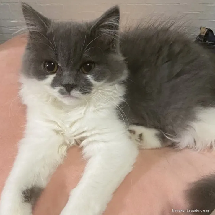 ID:2302-01965の子猫