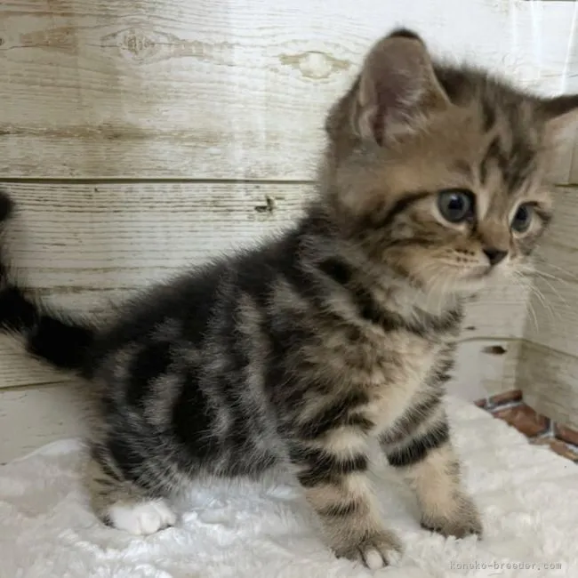 ID:2206-00898の子猫