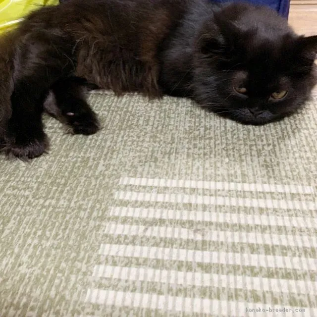 ID：1906-00653の子猫