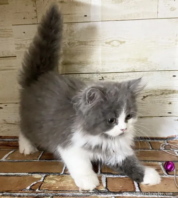 ID:2108-00078の子猫