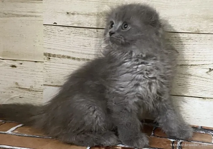 ID：2110-00498の子猫