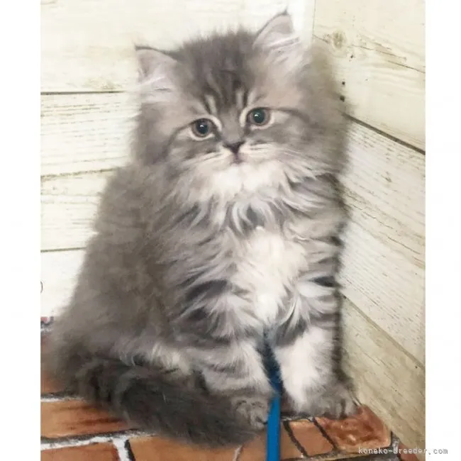 ID:2107-00598の子猫