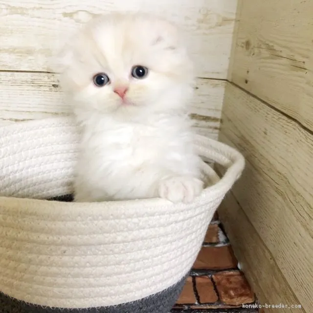 ID：1907-00049の子猫