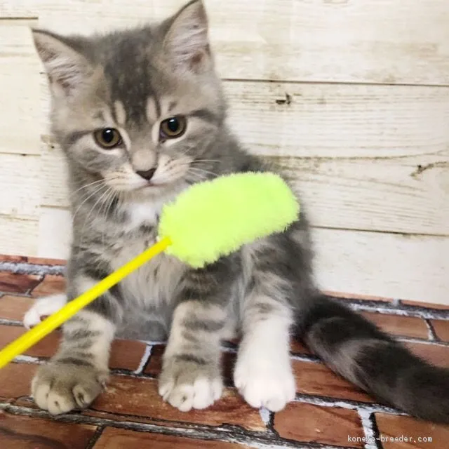 ID:1906-00176の子猫