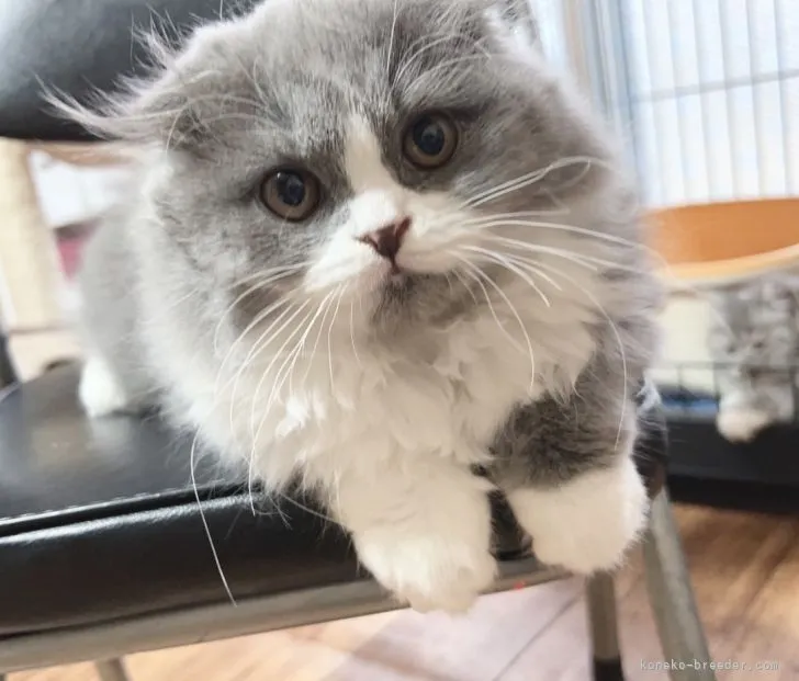 ID：2201-00429の子猫