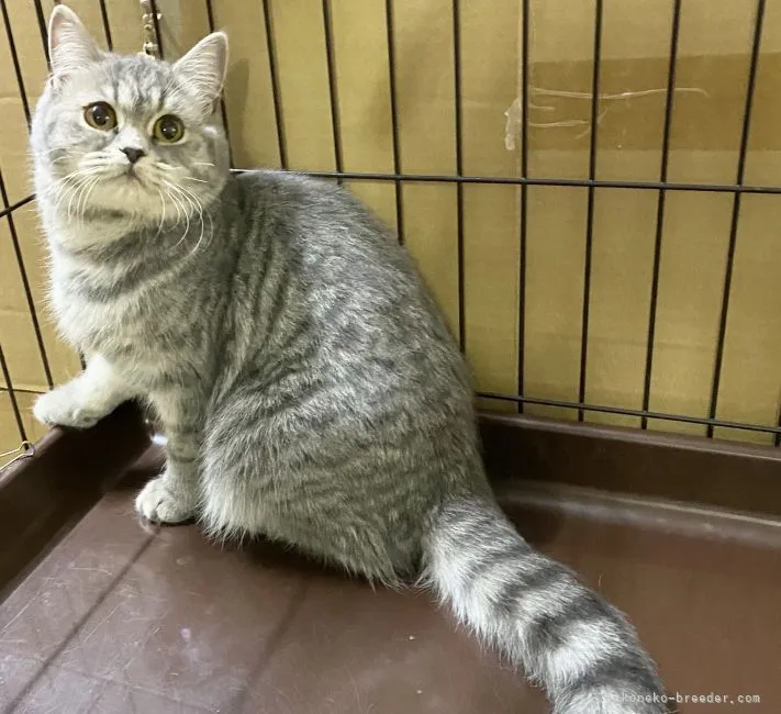 ID:2101-01055の子猫