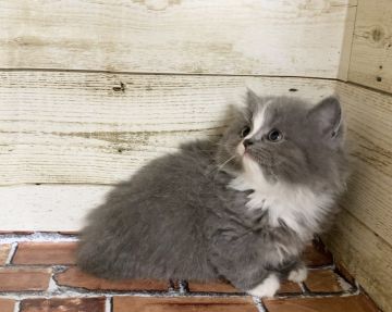 スコティッシュフォールド(折れ耳)【福岡県・女の子・2020年4月25日・ブルー&ホワイト】の写真「立ち耳ロングの女の子です^ ^」