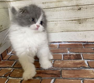 スコティッシュフォールド(折れ耳)【福岡県・男の子・2020年4月24日・ブルー&ホワイト】の写真「ぽやっと癒し系の男の子❤︎」