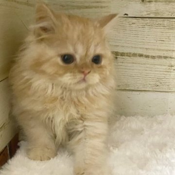 スコティッシュフォールド(立ち耳)【福岡県・男の子・2023年2月20日・レッドタビー（ショート）】の写真「大きなお目々のおっとりした男の子🎶」