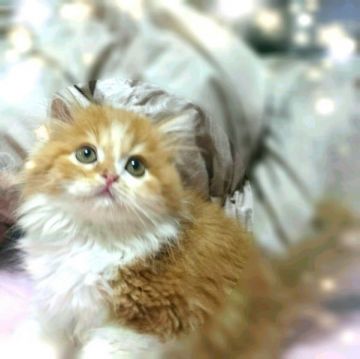 スコティッシュフォールド【福岡県・男の子・2015年4月18日・レッドタビー&ホワイト】の写真「可愛いお顔をした男の子です♪」