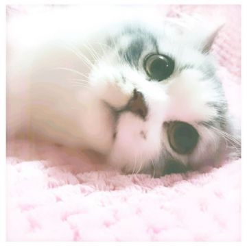 スコティッシュフォールド【福岡県・男の子・2014年7月7日・シルバータビー&ホワイト】の写真「人懐こくて甘えん坊なイケメンの男の子です^^」