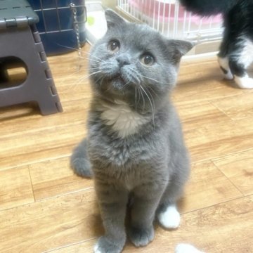 スコティッシュ【福岡県・男の子・2023年2月15日・ブルー&ホワイト（ショート）】の写真「メチャクチャ人懐こい男の子です🎵」