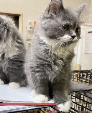 スコティッシュフォールド(立ち耳)【福岡県・男の子・2020年7月27日・ブルー&ホワイト】の写真「元気いっぱいなヤンチャな立ち耳ロングの男の子です♫」