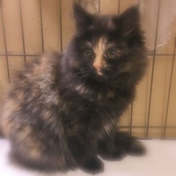 スコティッシュフォールド【福岡県・女の子・2019年10月29日・トーティ】の写真「熊さんみたいなお顔のもふもふ女の子です❤︎」