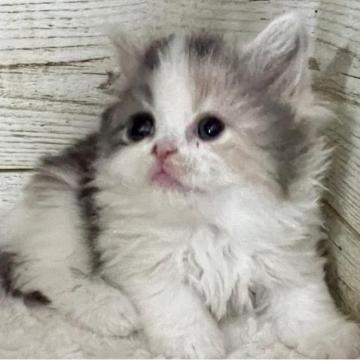 スコティッシュフォールド(立ち耳)【福岡県・女の子・2023年1月17日・ダイリュートキャリコ（ロング）】の写真「とにかくおっとりゆったりの女の子です♫」