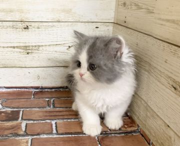 スコティッシュフォールド(立ち耳)【福岡県・男の子・2020年4月24日・ブルー&ホワイト】の写真「立ち耳ロングの可愛い男の子です🎵」