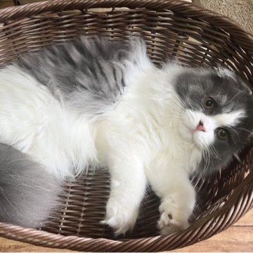 スコティッシュフォールド【福岡県・男の子・2022年9月22日・ブルータビー&ホワイト（ロング）】の写真「甘えん坊で人懐こい男の子です♪」