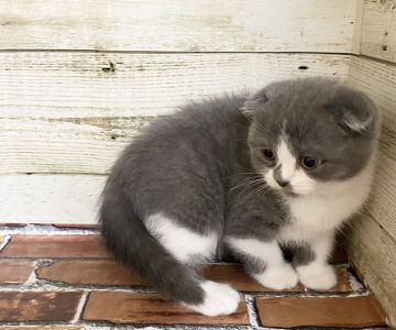 スコティッシュフォールド(折れ耳)【福岡県・女の子・2020年9月30日・ブルー&ホワイト】の写真「優しいお顔の穏やかな折れ耳ショートの女の子です♫」