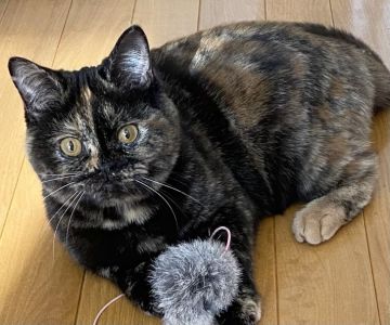 スコティッシュフォールド(立ち耳)【福岡県・女の子・2021年6月30日・トーティ】の写真「警戒心強めの子ですがお顔はすごく可愛い子です♫」