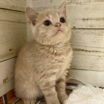 スコティッシュフォールド(立ち耳)【福岡県・男の子・2023年2月20日・クリーム（ショート）】の写真「大きなお目々のヤンチャな男の子🎵」