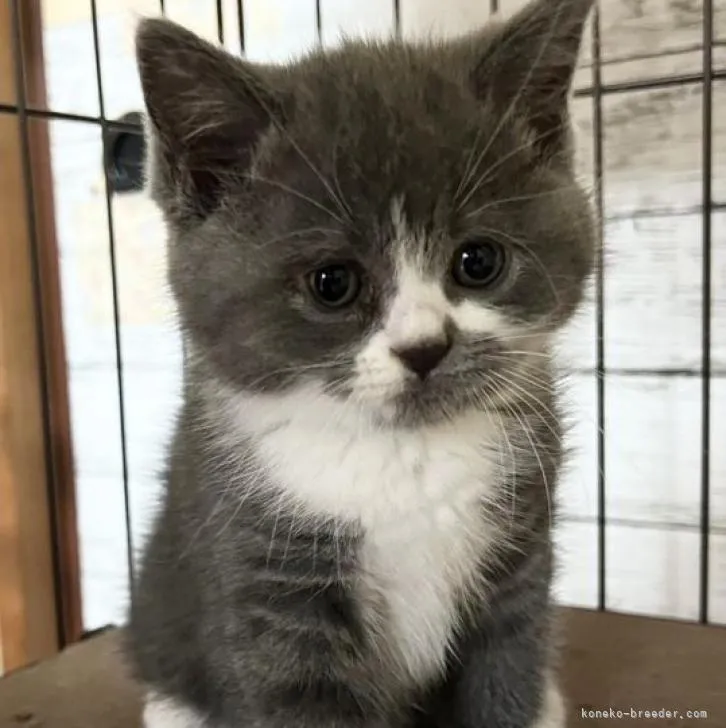 ID：2211-01358の子猫