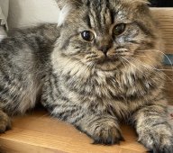 スコティッシュフォールド【・女の子・2022年4月16日・ブラウンタビー】