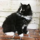 スコティッシュフォールド(立ち耳)【福岡県・男の子・2019年10月18日・ブラック&ホワイト】の写真2