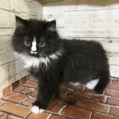 スコティッシュフォールド(立ち耳)【福岡県・男の子・2019年10月18日・ブラック&ホワイト】の写真4