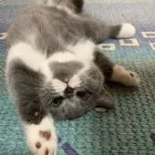 スコティッシュフォールド(立ち耳)【福岡県・女の子・2020年1月16日・ブルー&ホワイト】の写真4