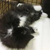 スコティッシュフォールド(立ち耳)【福岡県・男の子・2019年10月18日・ブラック&ホワイト】の写真5