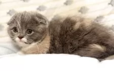 スコティッシュフォールド(折れ耳)【福岡県・女の子・2025年7月10日・ブルークリーム&ホワイト】の写真12