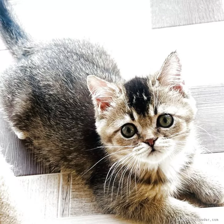 ID：2507-01201の子猫