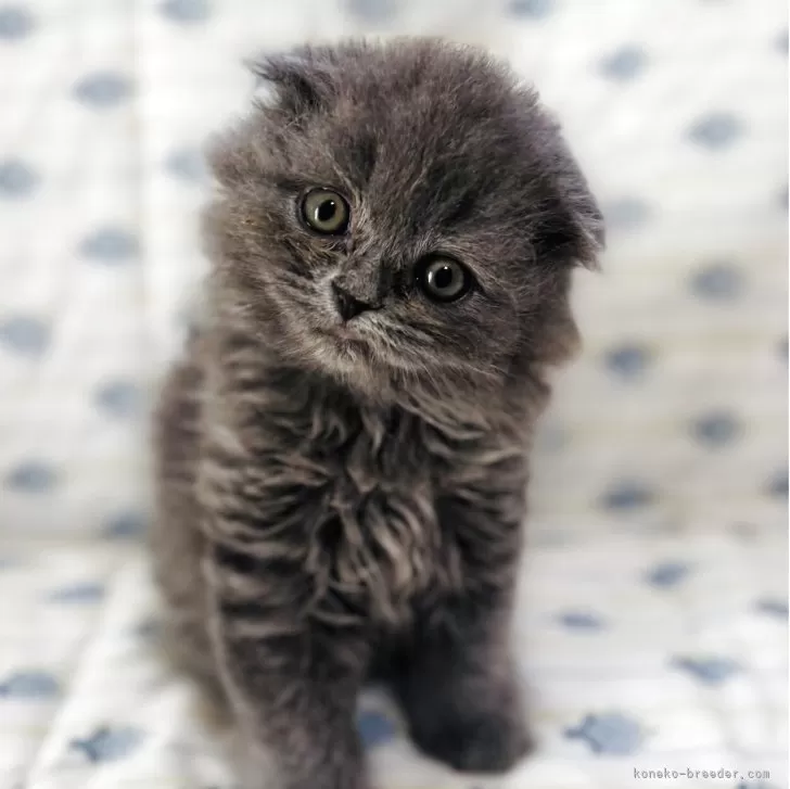 スコティッシュフォールド(折れ耳)【福岡県・女の子・2025年6月3日・ブルー】の写真1