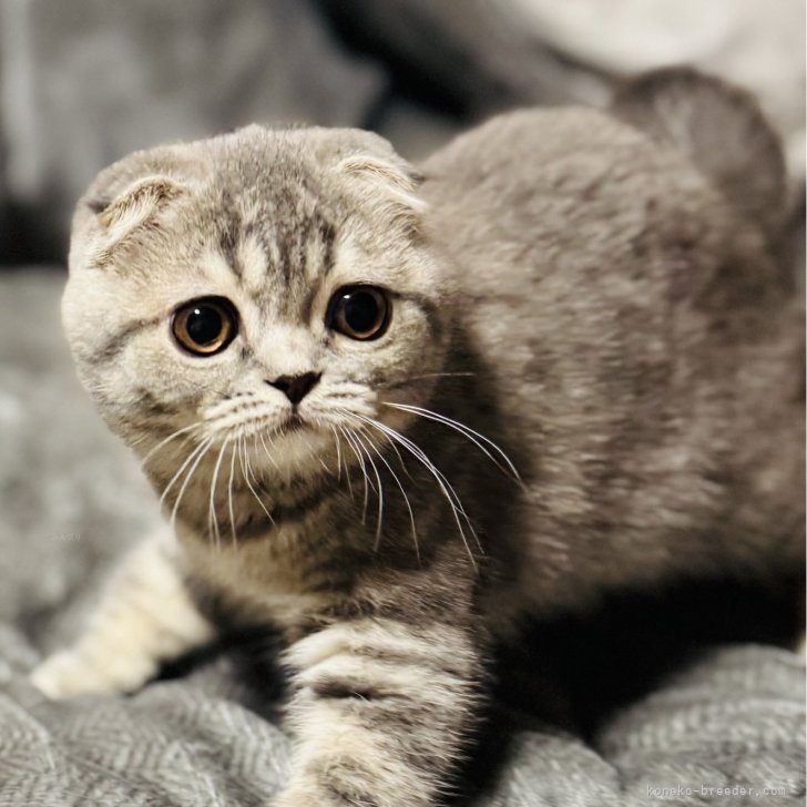 ブリーダー画像