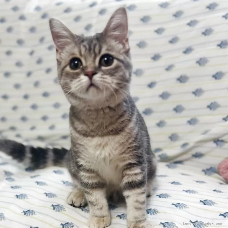 ID：2505-01772の子猫