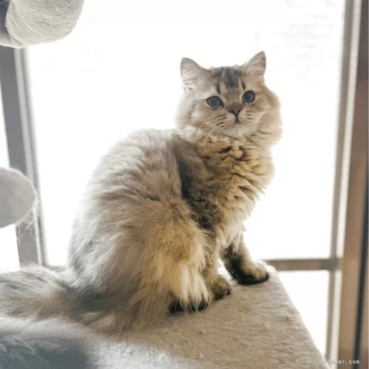 スコティッシュフォールド(立ち耳)【福岡県・女の子・2025年4月18日・ブラウンタビー】の写真1「お顔がしっかりしてきました❣️キリッとしたお顔です^ ^」