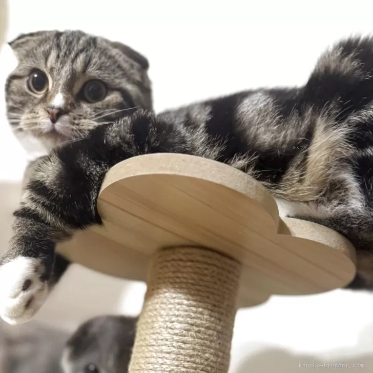 スコティッシュフォールド(折れ耳)【福岡県・女の子・2025年6月3日・ブラウンタビー&amp;ホワイト】の写真1