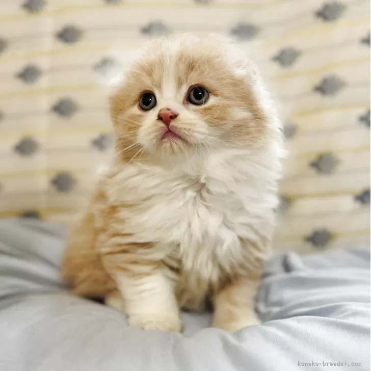 ID:2508-02530の子猫