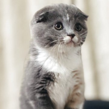 スコティッシュフォールド(折れ耳)【福岡県・女の子・2025年7月10日・ブルークリーム&ホワイト（ショート）】の写真「穏やかで優しい女の子です🎵」