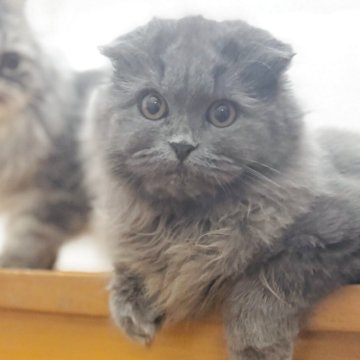 スコティッシュフォールド(折れ耳)【福岡県・女の子・2025年6月3日・ブルー（ロング）】の写真「穏やかで遊び大好きな女の子です♪」