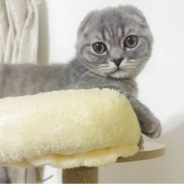 スコティッシュフォールド(折れ耳)【福岡県・男の子・2025年7月24日・ブルータビー（ショート）】の写真「甘えん坊で元気いっぱいな子です♡」