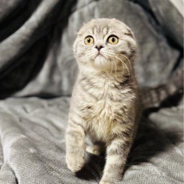 スコティッシュフォールド(折れ耳)【福岡県・男の子・2025年7月24日・ブルータビー(ショート)】の写真「甘えん坊でわんぱくは男の子です🎶」