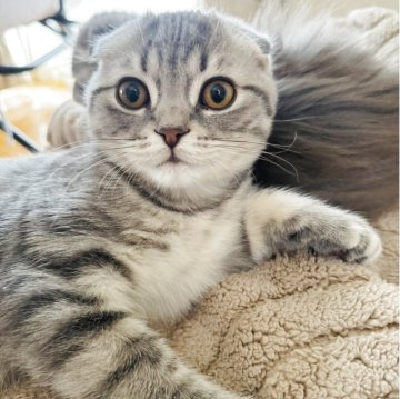 スコティッシュフォールド(折れ耳)【福岡県・男の子・2025年7月24日・ブルータビー（ショート）】の写真「控えめだけど可愛い男の子🎶」